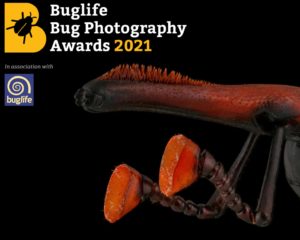 Bug Photography Awards
