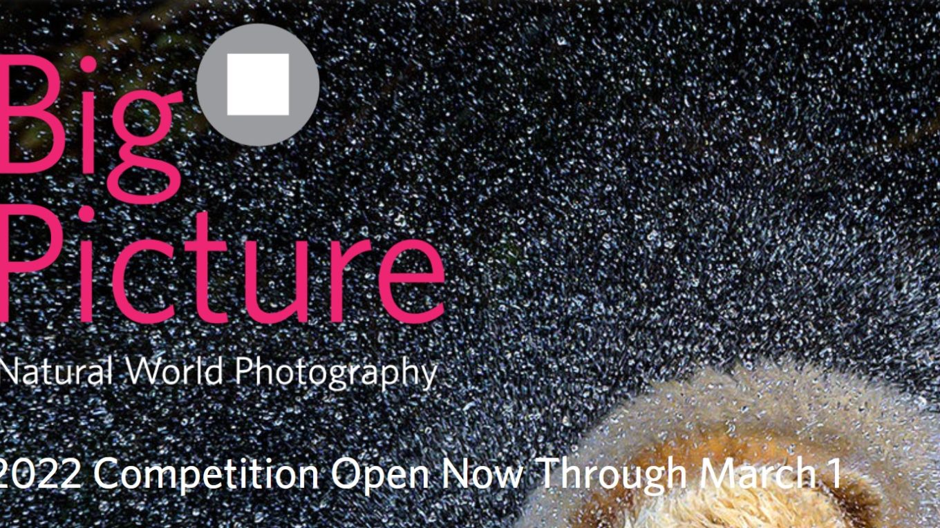 BigPicture Naturfotografie-Wettbewerb