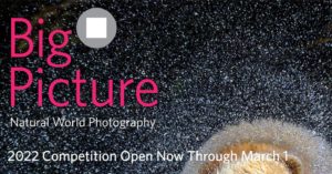 BigPicture Naturfotografie-Wettbewerb