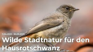 Der Vogel des Jahres