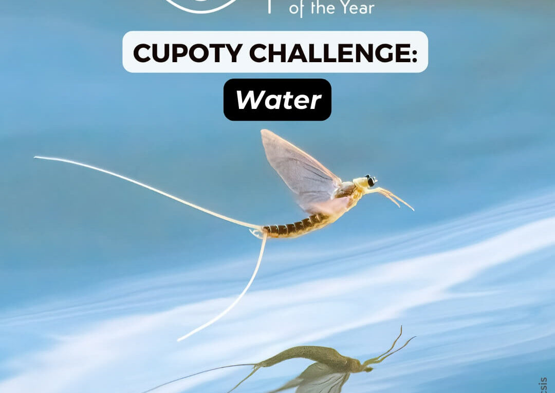 CUPOTY CHALLENGE