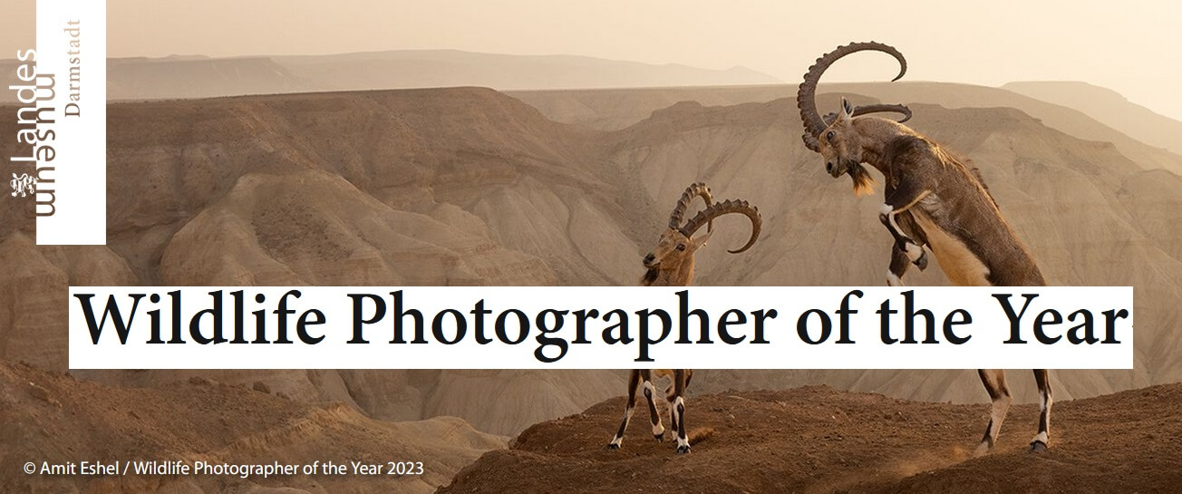 Wildlife Photographer of the Year