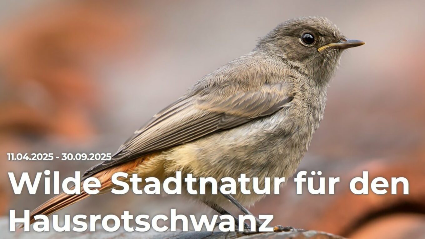 Der Vogel des Jahres